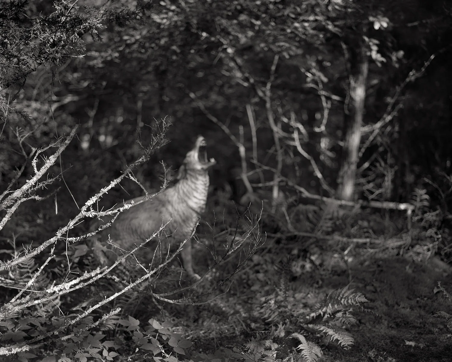 Coyote and Branches