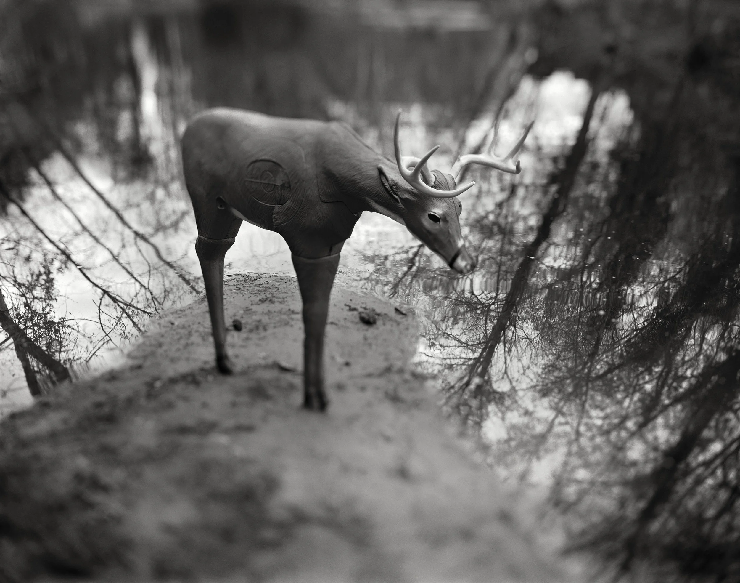 Deer on Point