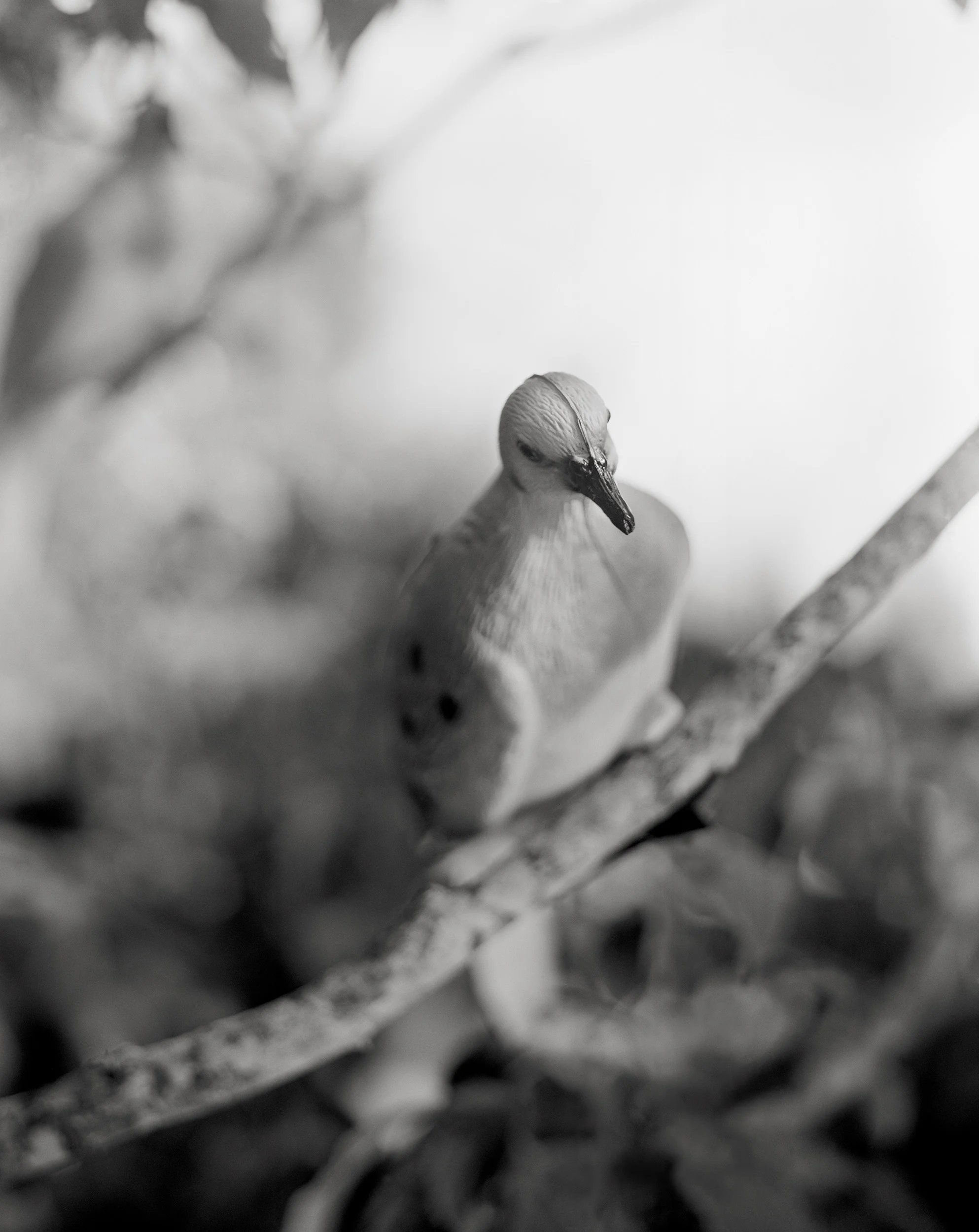 Dove on Branch