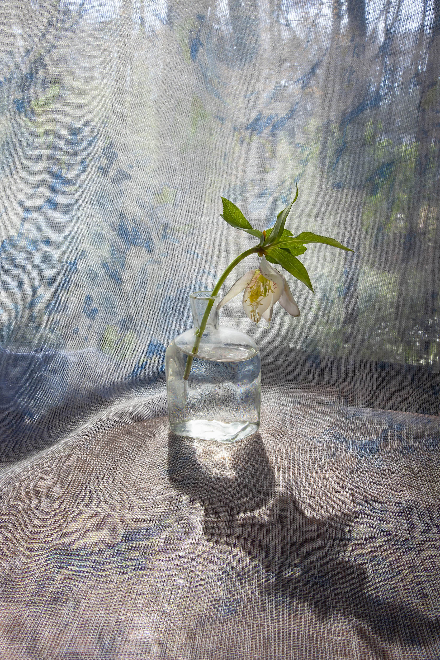 Hellebore and Bottle