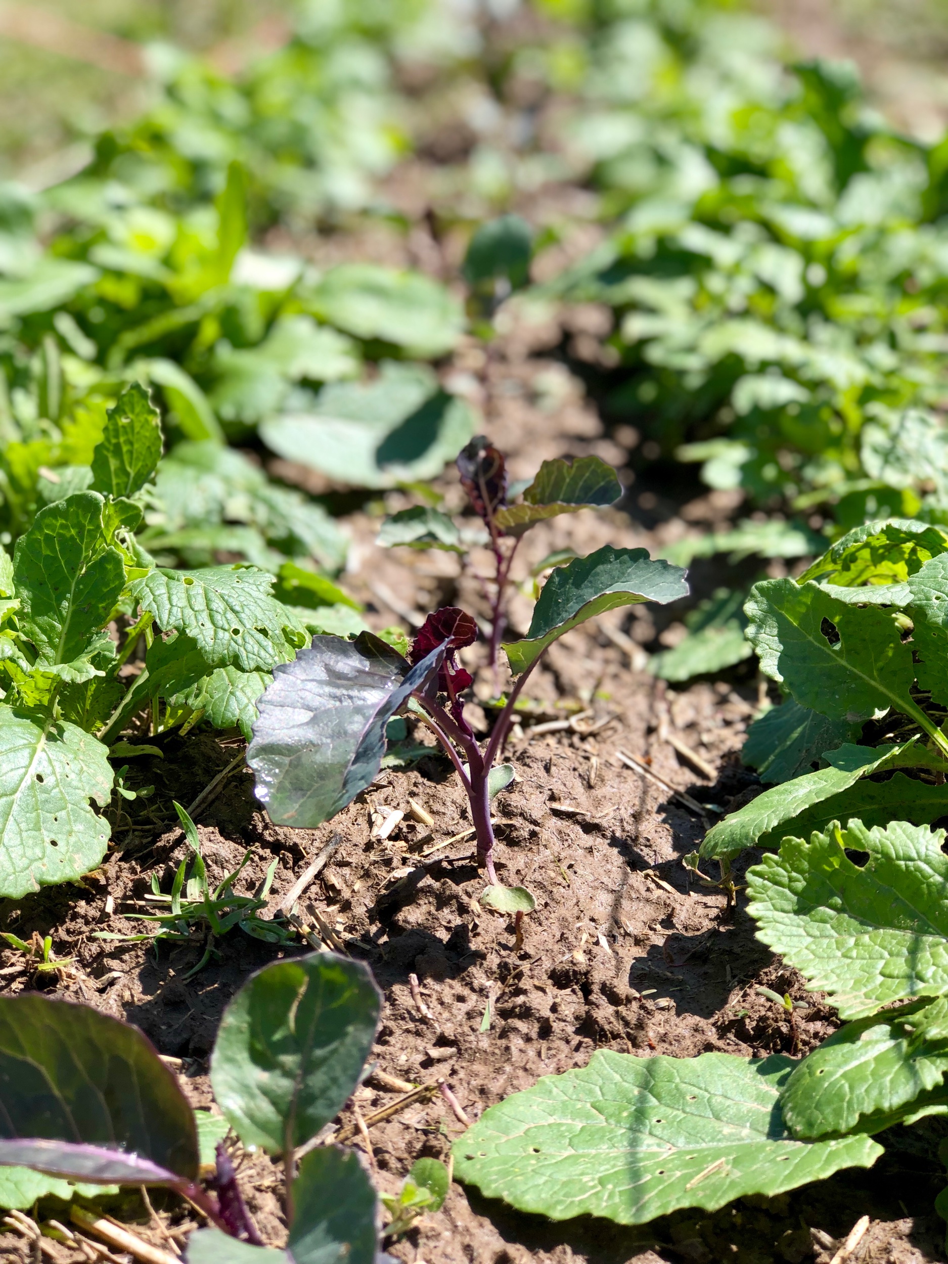 Purple cauliflower and turnips coming your way