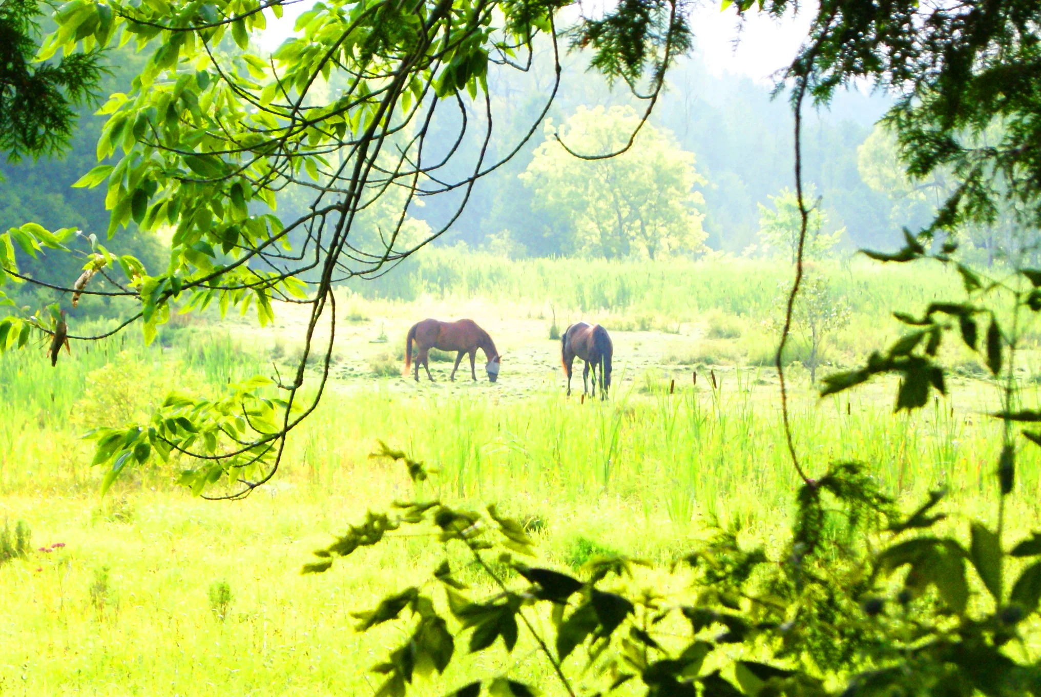 horses in the mist.JPG
