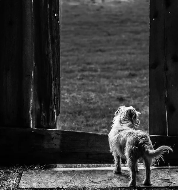 marley in the barn.JPG