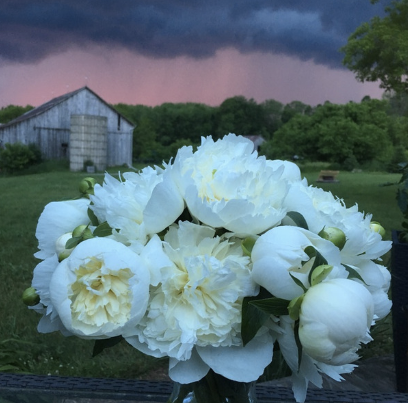 Peonies with barn sunset.jpg