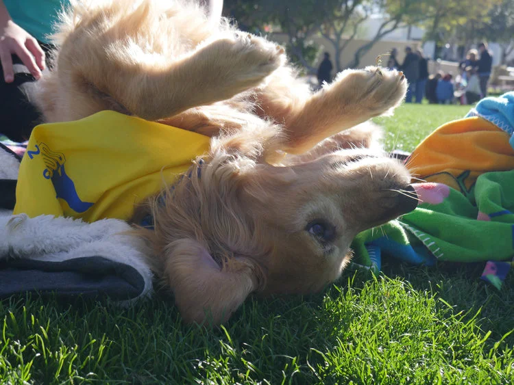 LAZY SATURDAY. Pioneer, a Golden Retriever, soaks up the sun at the DogFest Walk 'n Roll in Scottsdale, Ariz. on Feb. 24, 2018. (Nick Serpa/azcentral)