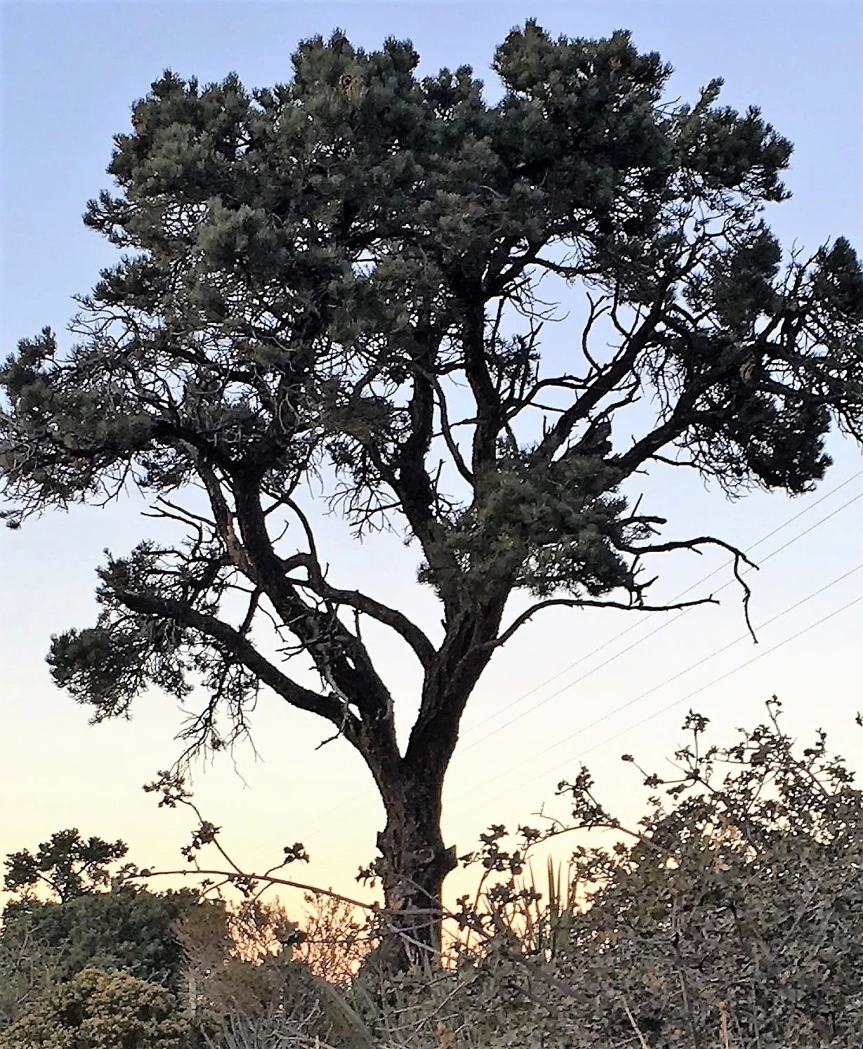Pinon pine tree photo.jpg