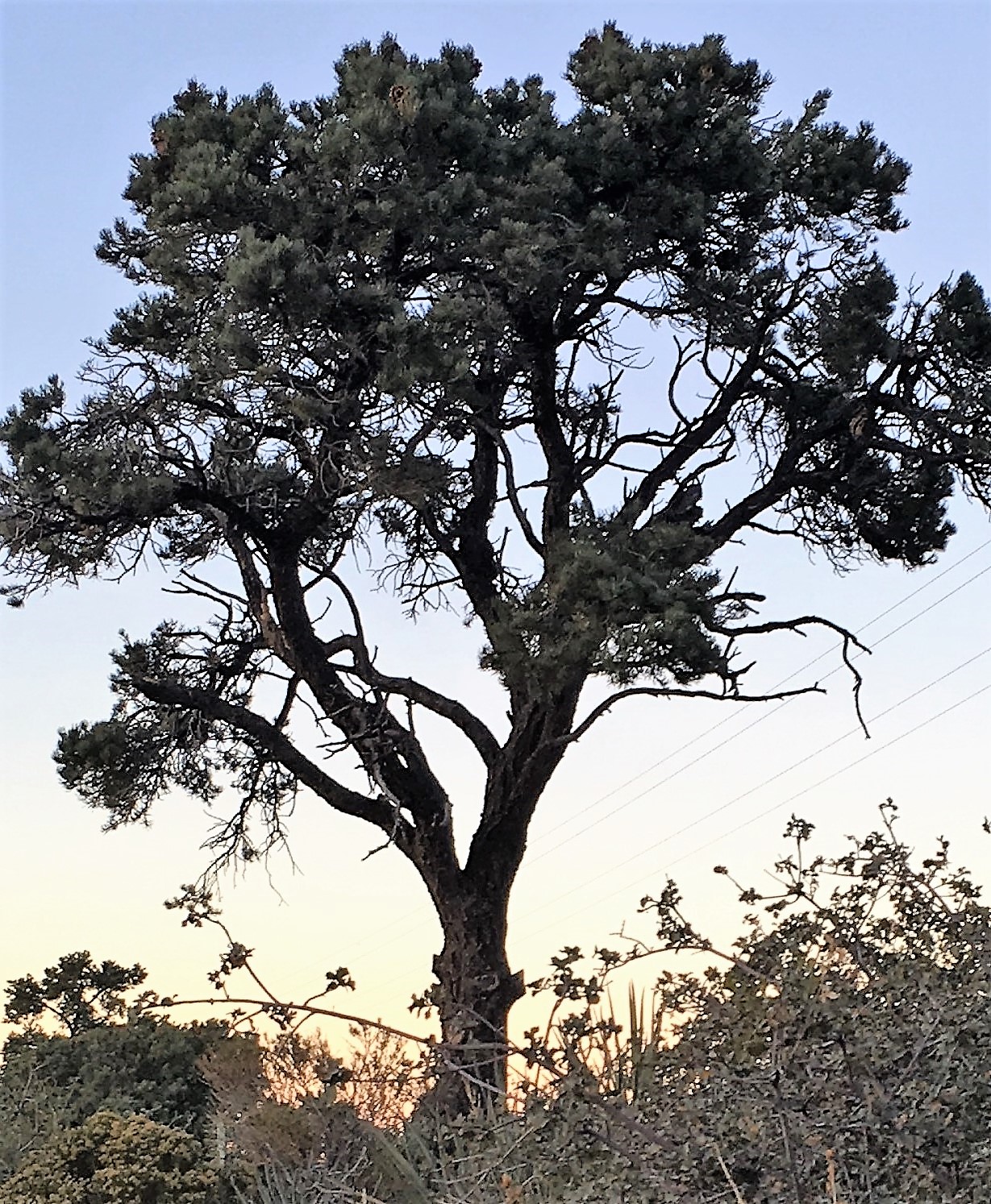 Pinon pine tree photo.jpg
