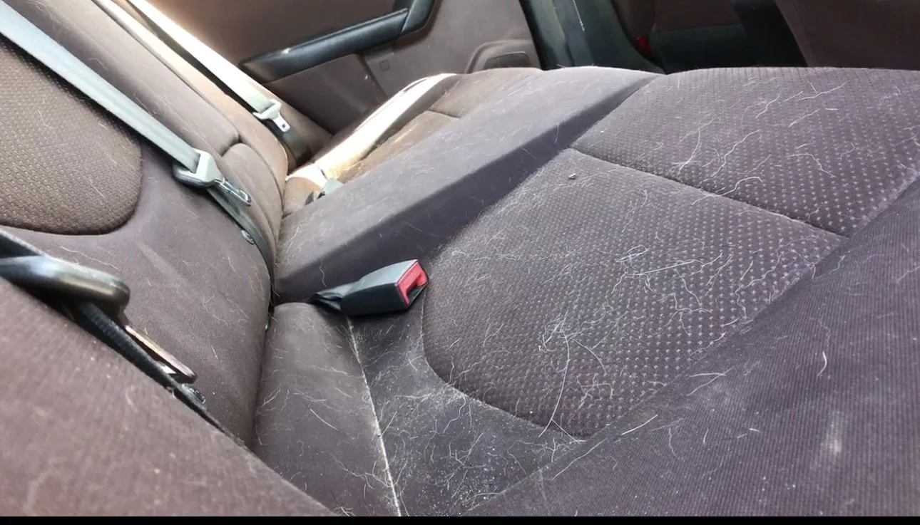 Interior Pet Hair Removal — Steam Pro Mobile Detailing Knoxville, TN