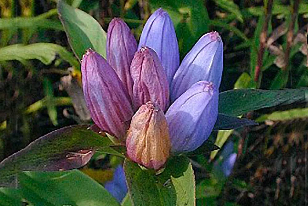 drp-natives-bottle-gentian-1000px.jpg