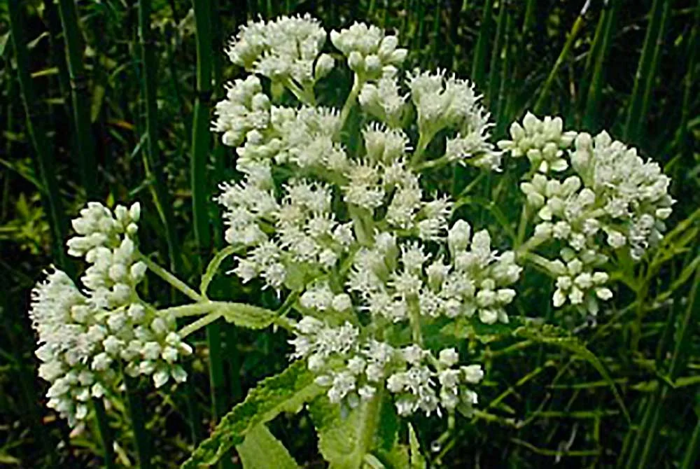 drp-natives-eupatorium-1000px.jpg