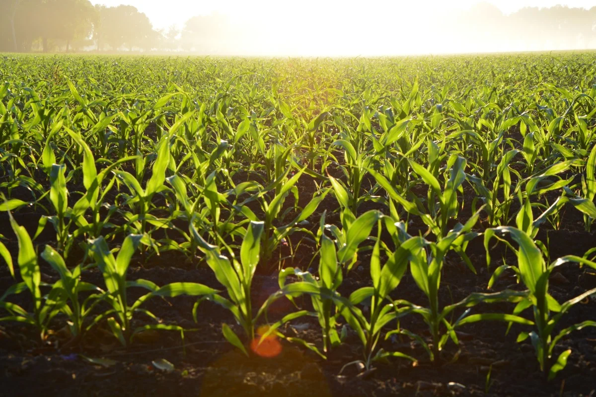 corn_crops_farm_field_food-979172.jpg!d.jpeg