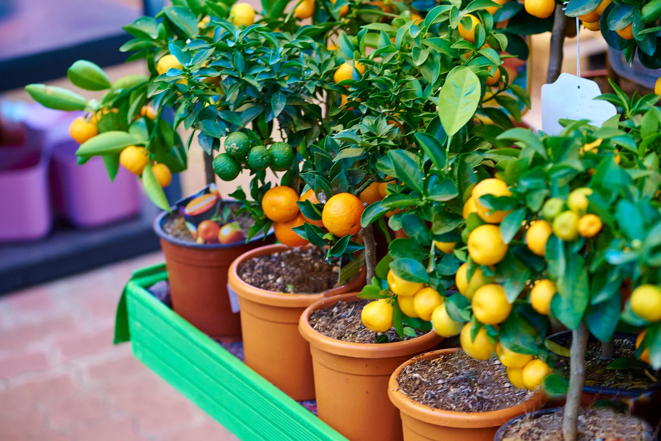 edible landscapes-2.jpg