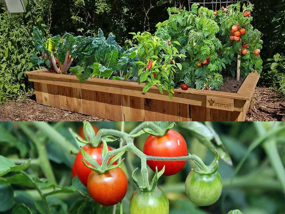 SOLD OUT: First Time Edible Gardeners (Webinar Series: May 6, 13, 20, 27 - 11am)