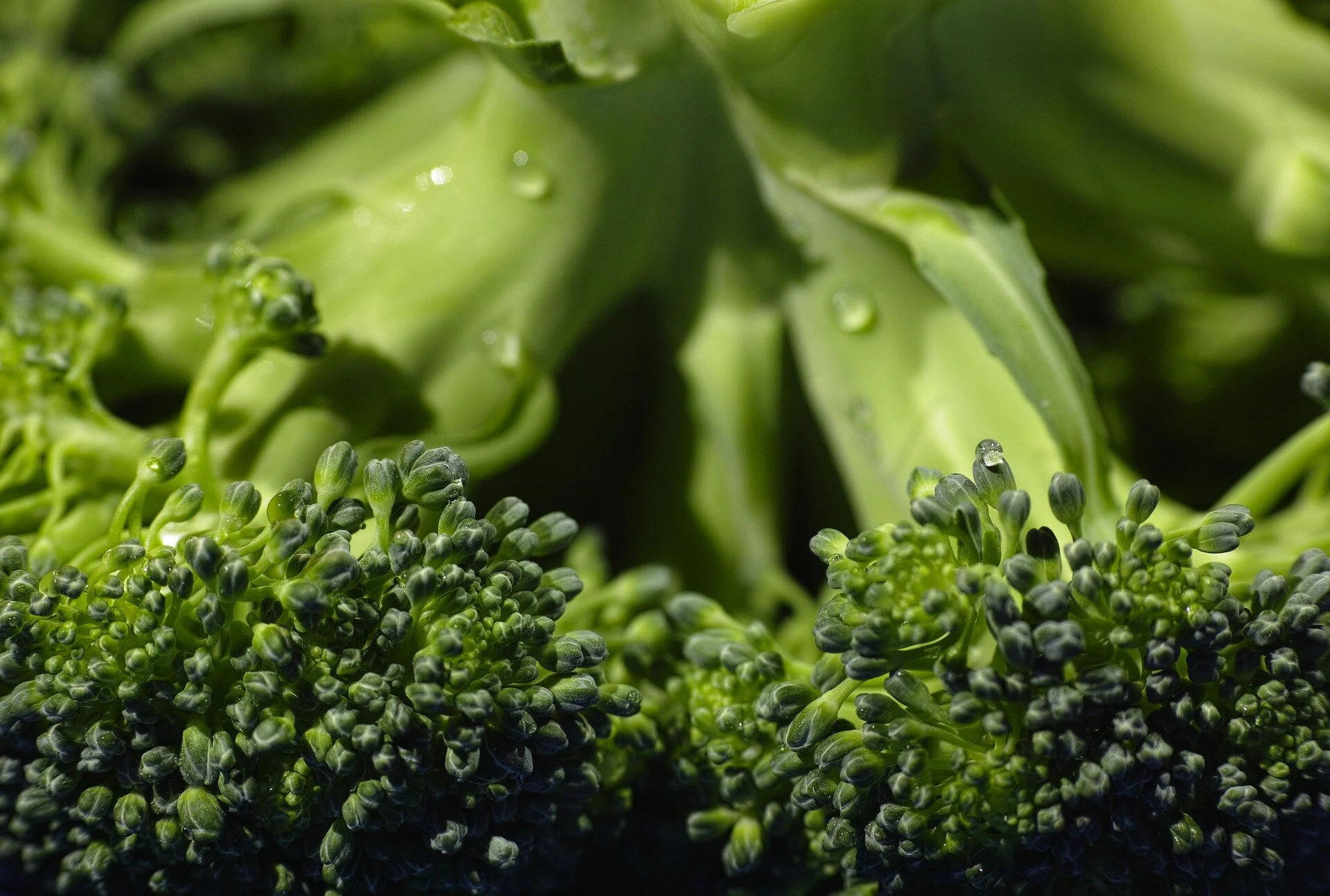 Broccoli Growing Tips