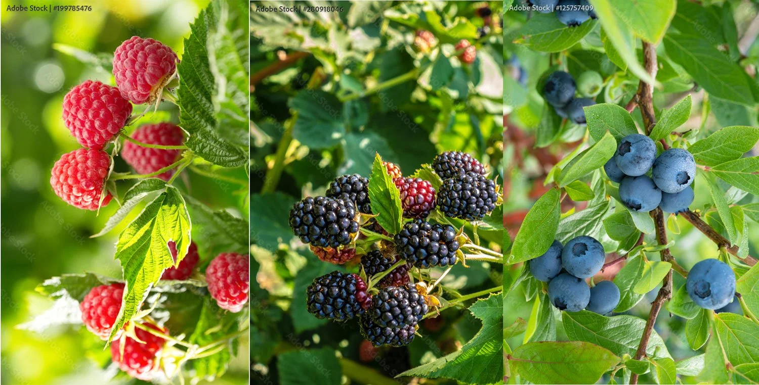 Wild Berries