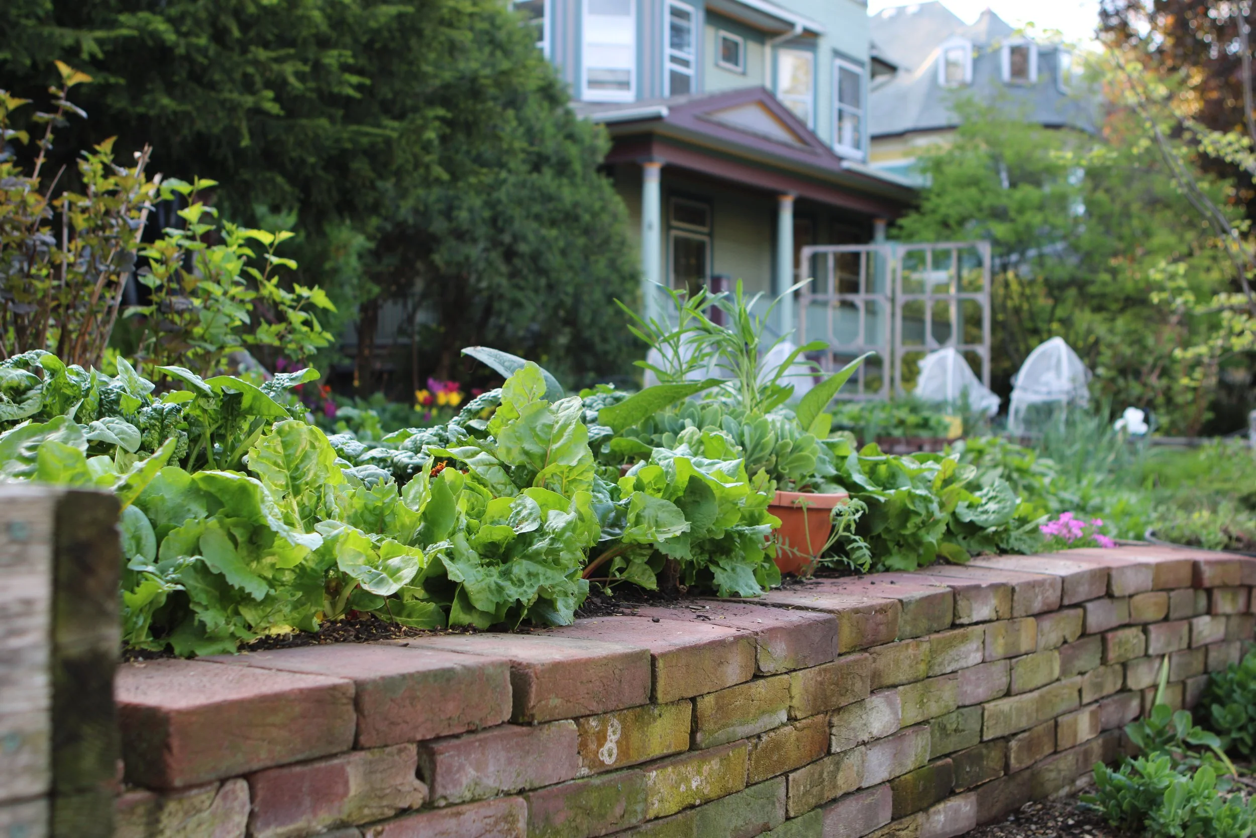 20250513_Estelle_Front_Yard_0018.JPG
