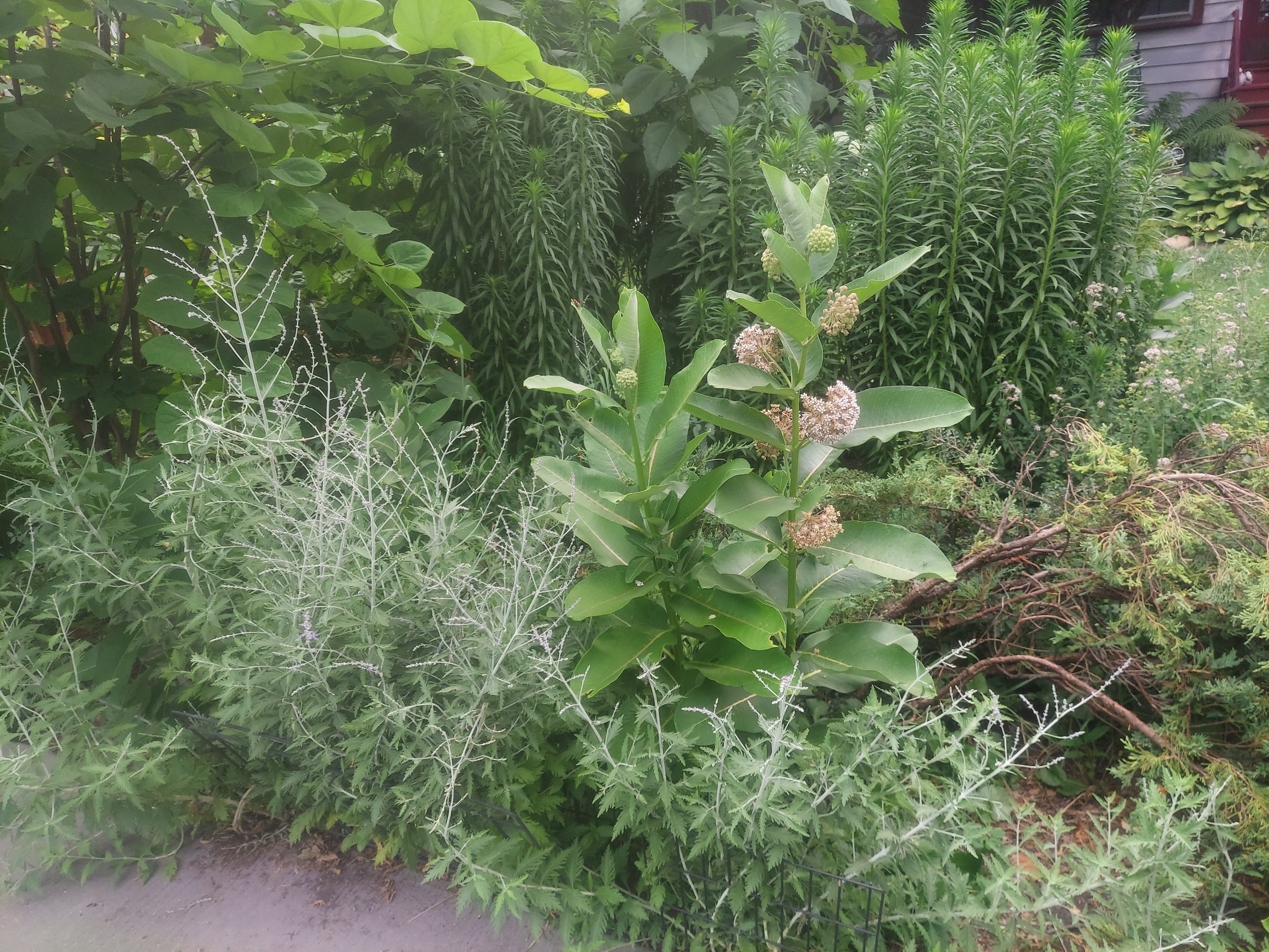 Resized_20250703_172311.JPEG