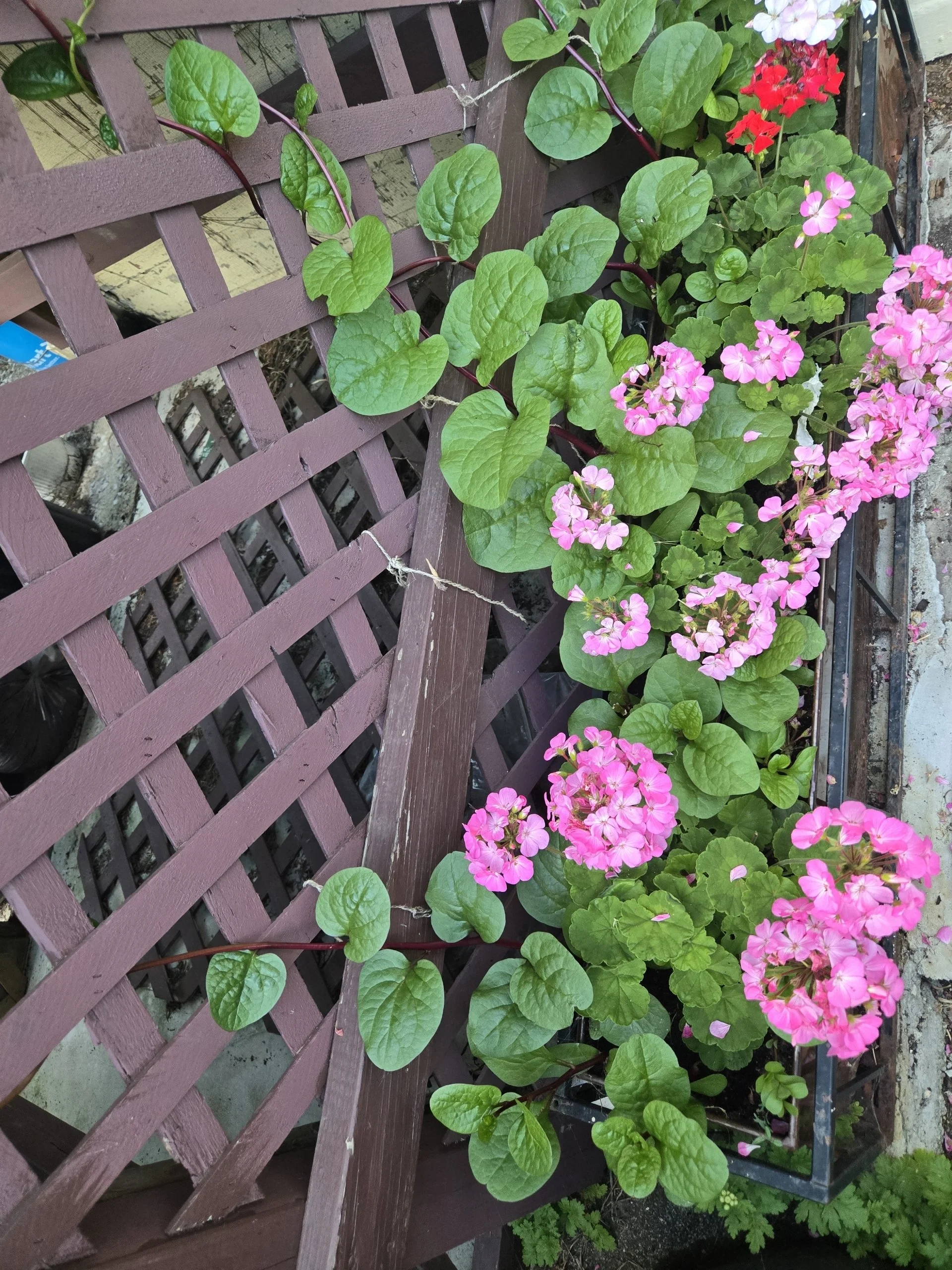 Resized_Resized_20250703_195942.JPEG