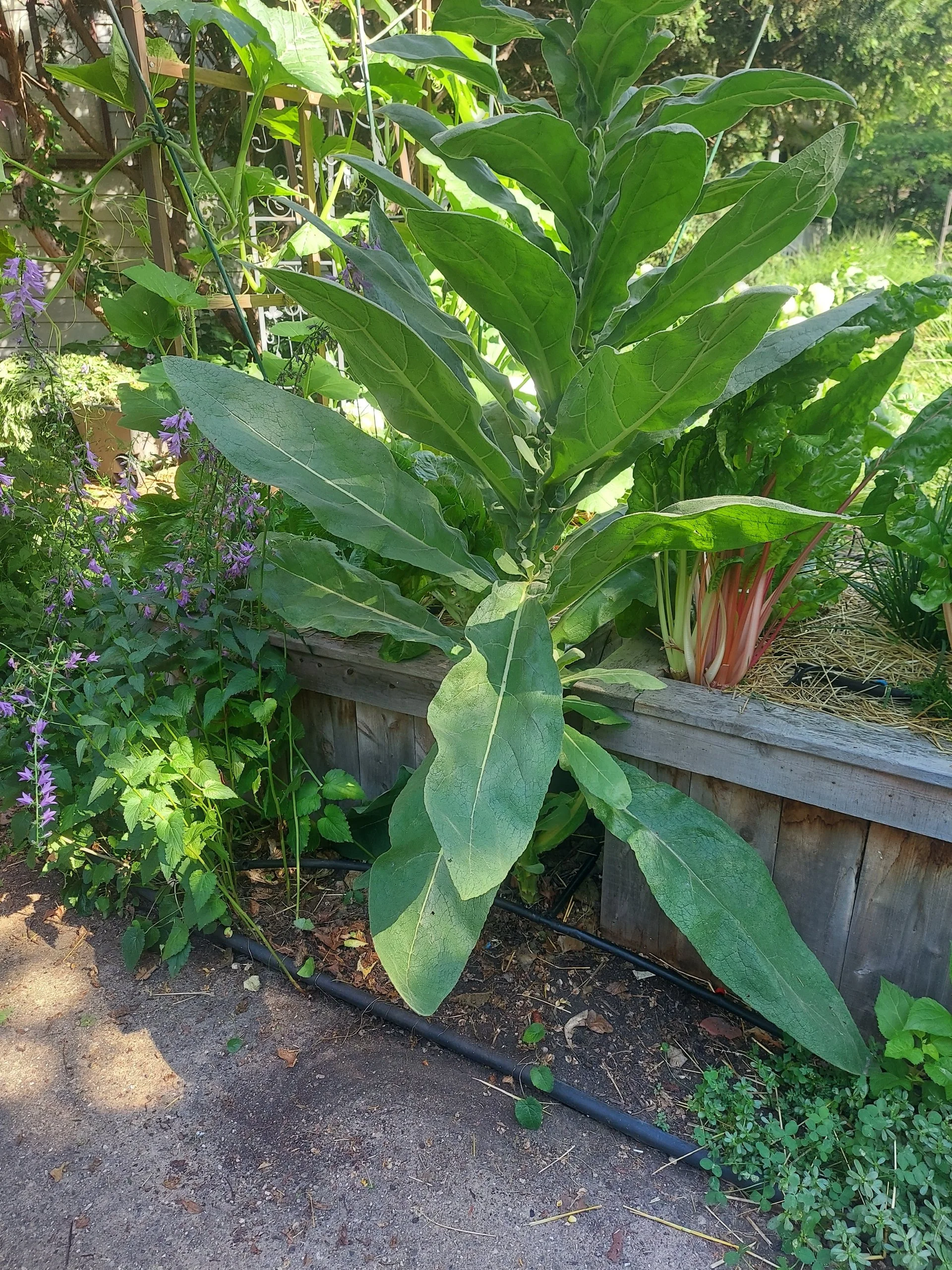Resized_20250703_085711.JPEG