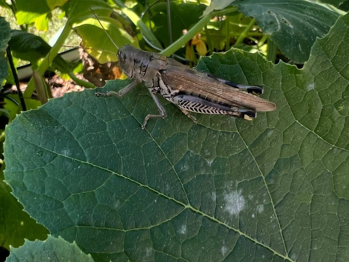 A cool guy, and some powdery mildew. Fall is here, friends. Stayed tuned for all our fall garden tips and tricks.
