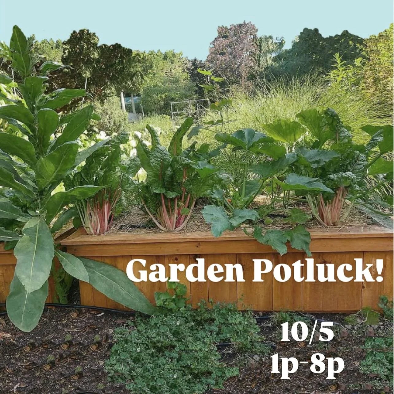 You&rsquo;re invited! Join us at the Deep Roots founders garden for a community party and potluck at 323 S East Ave in Oak Park, Illinois on Sunday, October 5 from 1pm until 8pm.
Gardeners, neighbors, friends&mdash;come celebrate community, good food