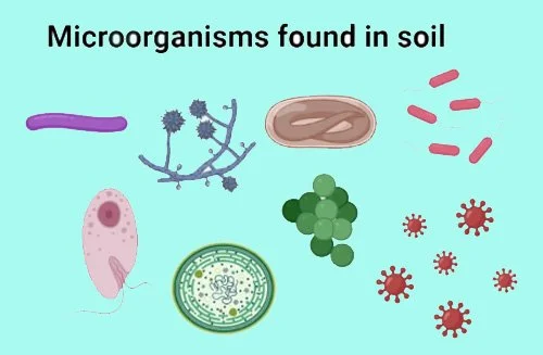 No Till, No Dig, No Pull Rule
