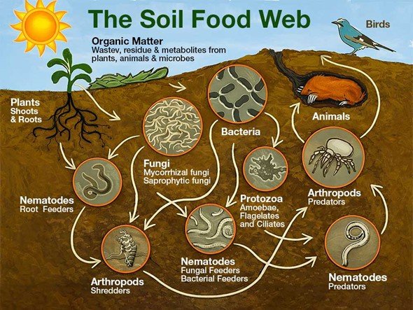 The Soil Food Web