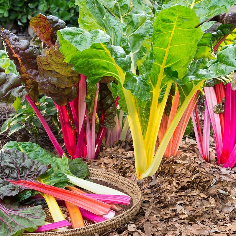 swiss-chard-rainbow mix.jpg