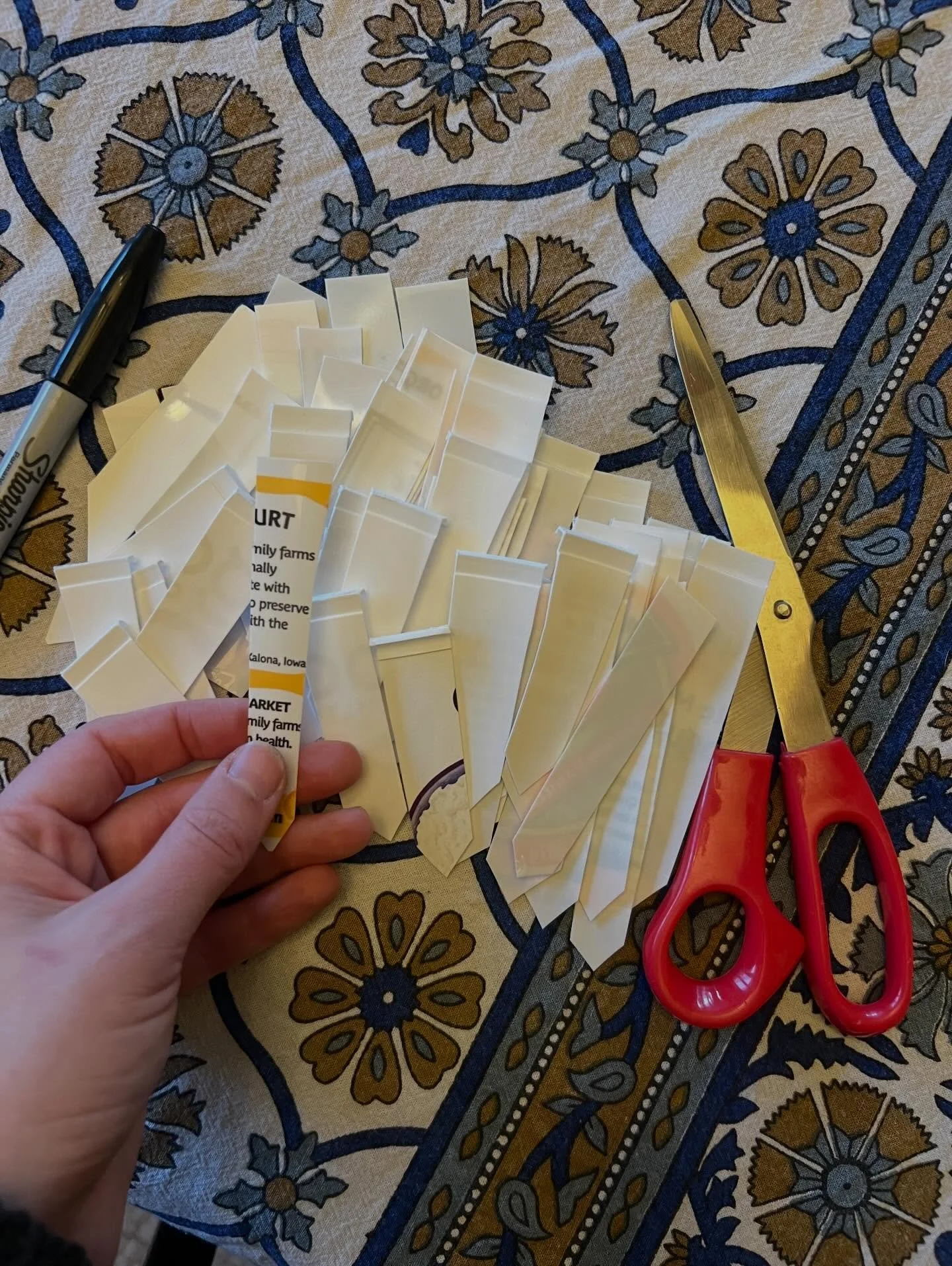 Late winter activity: making seedling tags from old yogurt containers. I avoid plastics whenever possible, but popsicles sticks tend to fade as they start to decompose. Plastic tags with sharpie writing seem to make it all the way through to outdoor 