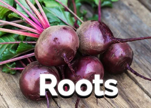Root Crops Planting Calendar