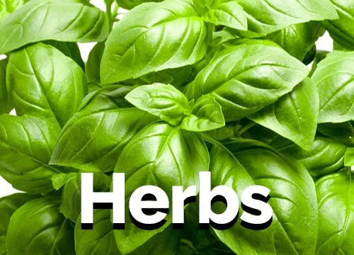 Herbs Planting Calendar