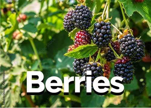 Berries Planting Calendar