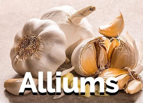 Thumbnail-Alliums.jpg