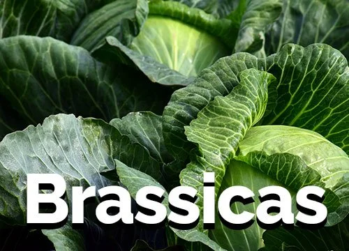Thumbnail-Brassicas.jpg
