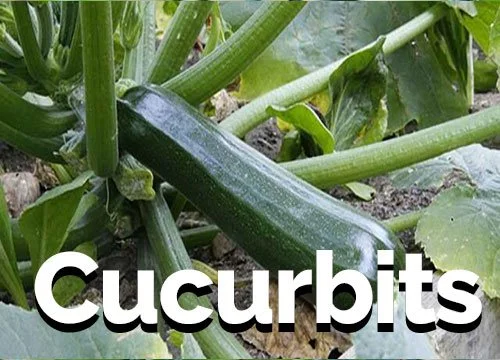 Thumbnail-Cucurbits.jpg