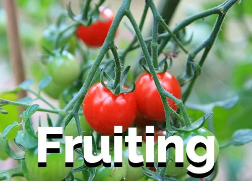Thumbnail-Fruiting.jpg
