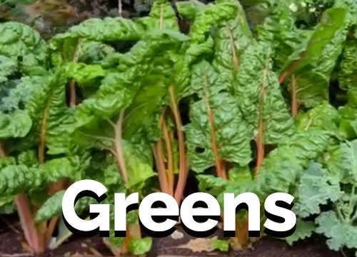 Thumbnail-Greens.jpg