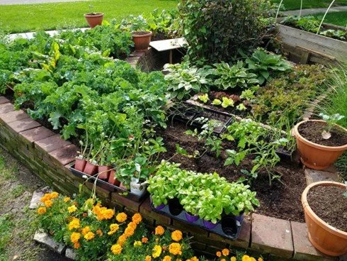 Companion Planting Guide