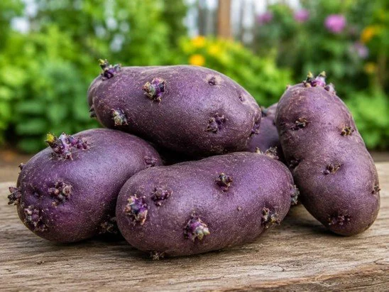 Growing Potatoes