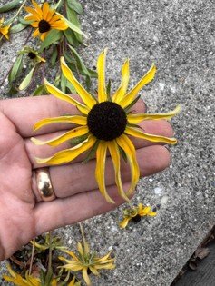 Aster Yellows Disease: Protect Your Prairie Plants.