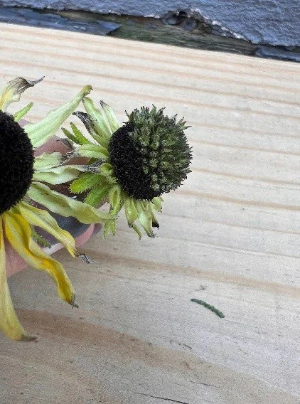 AsterYellows_Stage2.jpg