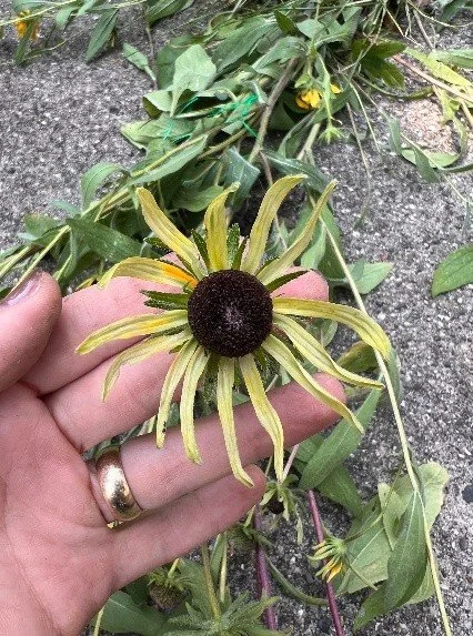 AsterYellows_Stage1.jpg