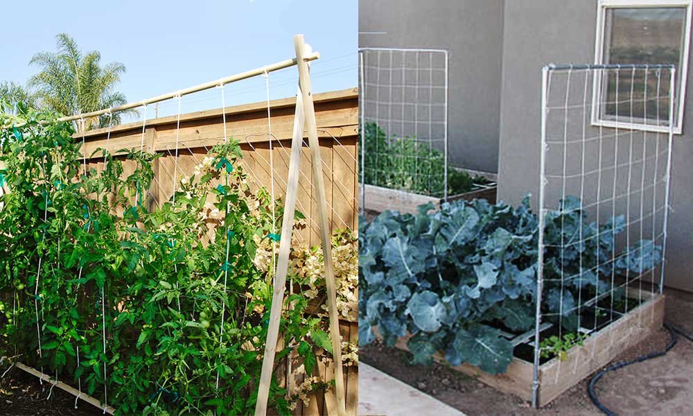 Grow Vertically on a Trellis — Deep Roots Project