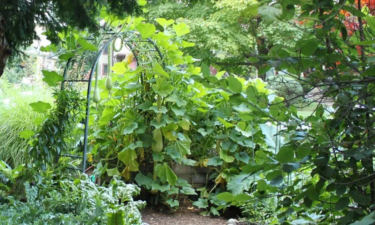 Grow Vertically on a Trellis — Deep Roots Project