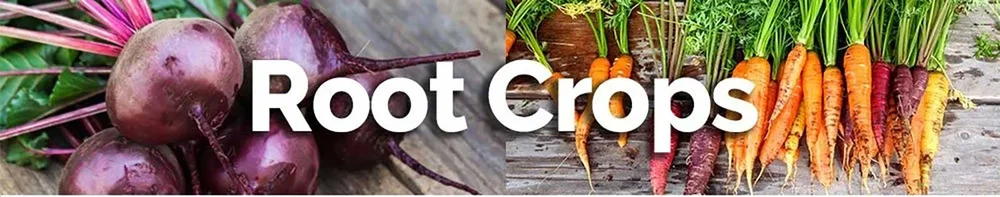 Root Crops Planting Calendar — Deep Roots Project
