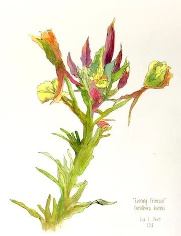 Evening Primrose 2