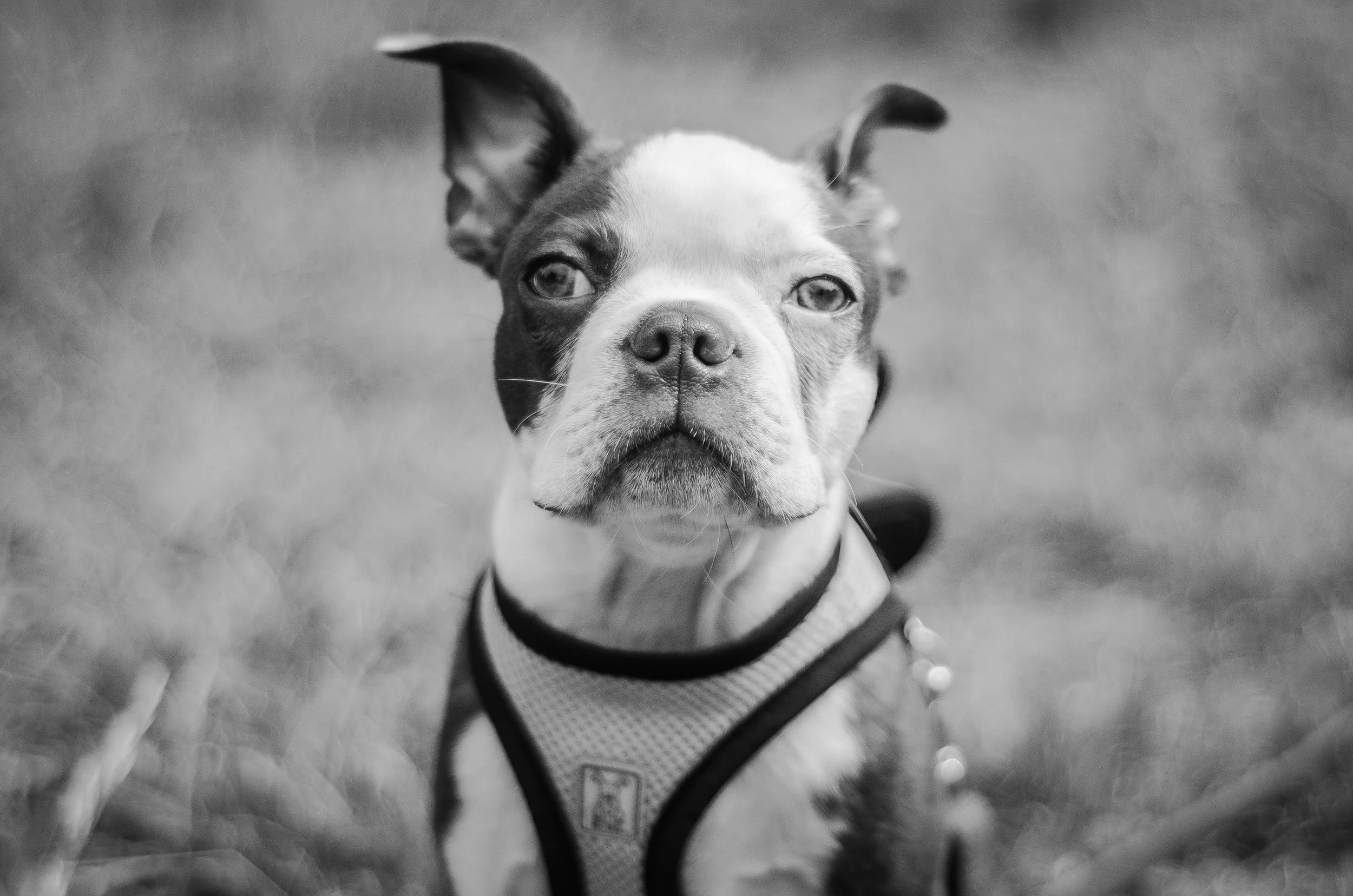 wilbur.bw.portrait.2015-1.jpg
