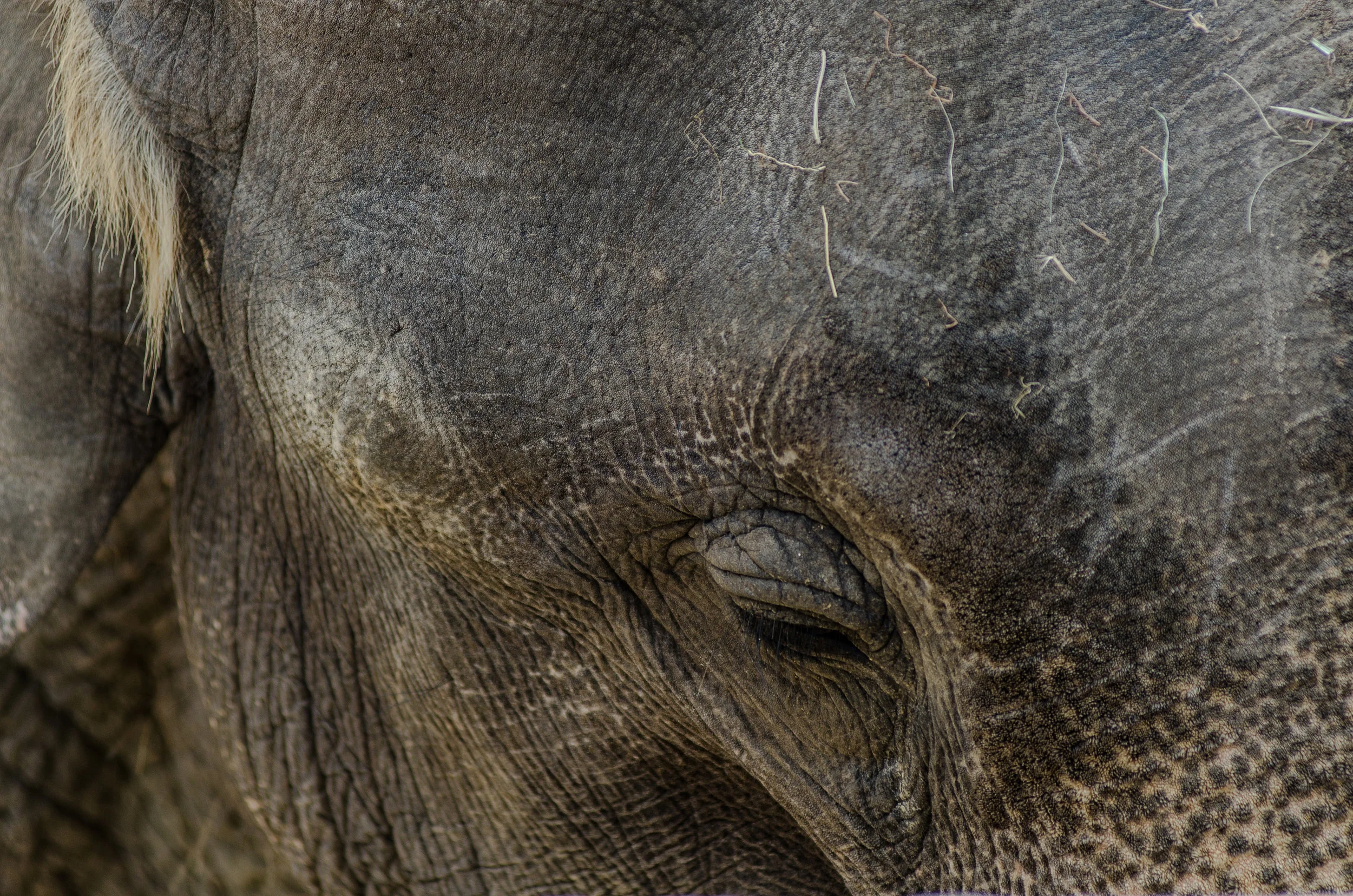 elephant.2014.jpg