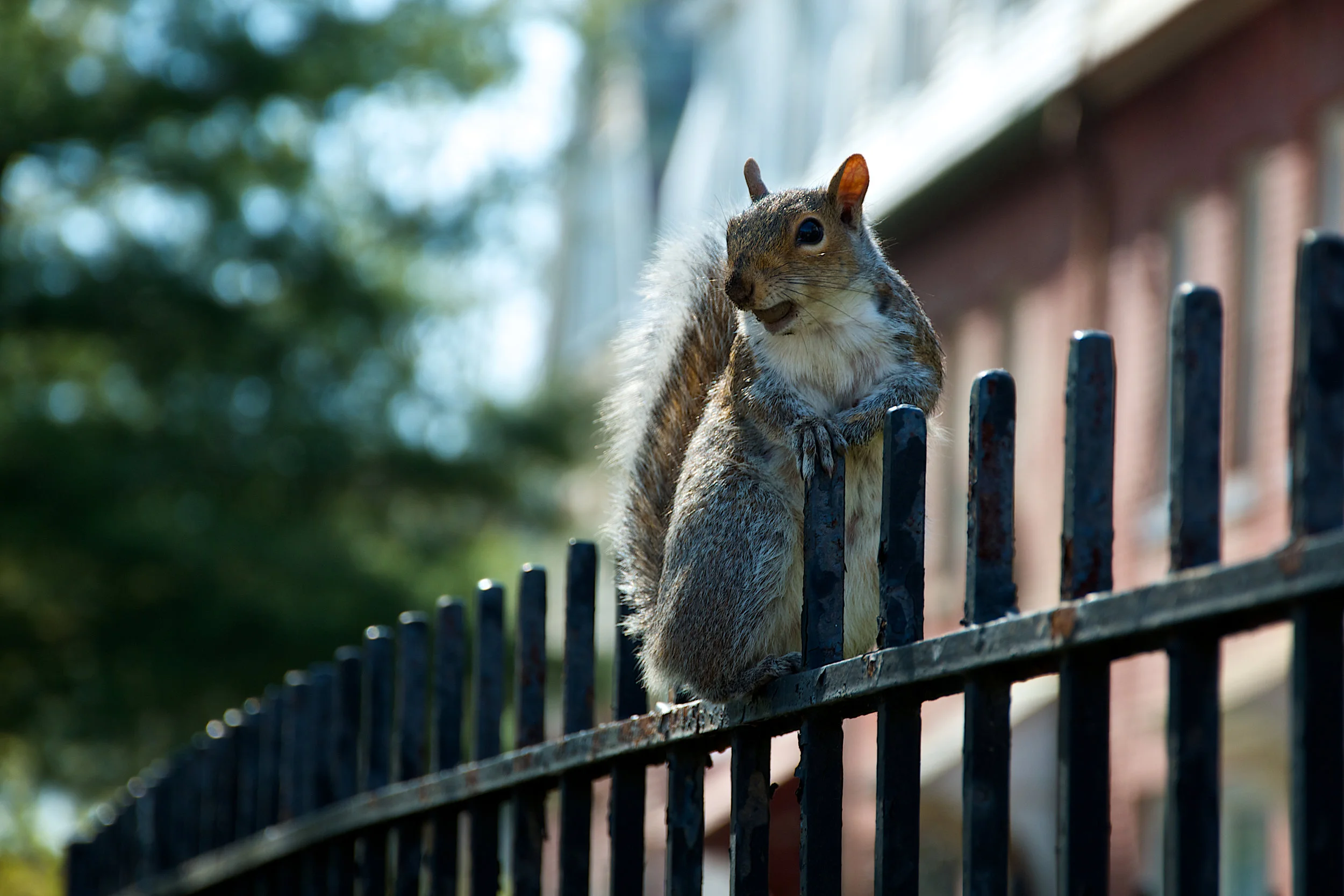 squirrell.2012.jpg