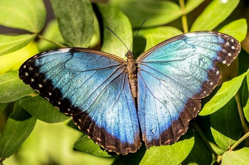 Costa Rica on my mind.  Did you know this spectacular butterfly, the Morpho Helenor Narcissus, was declared the new national symbol of Costa Rica in spring 2022?  It&rsquo;s the most popular species internationally. It&rsquo;s recognized worldwide as